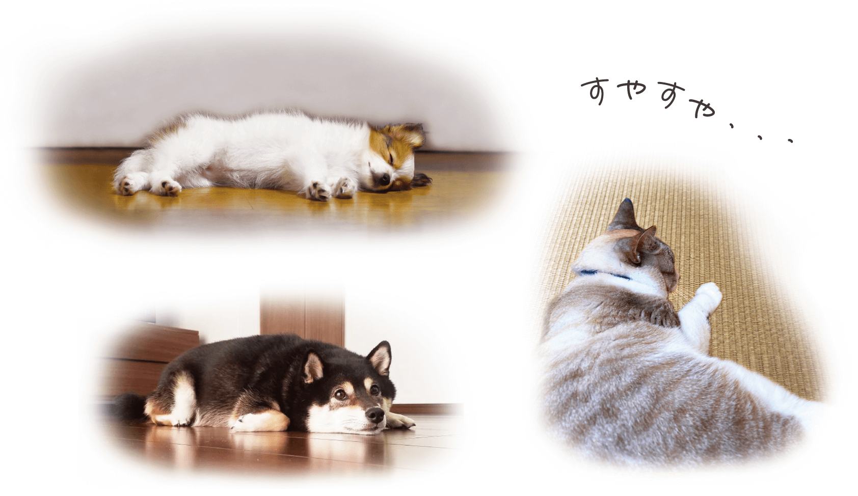 犬猫床暖昼寝